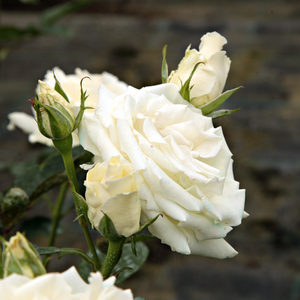 Fehér, néha halvány rózsaszín - teahibrid rózsa